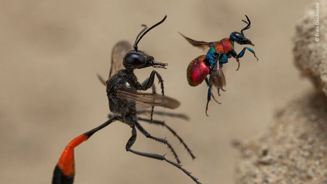 معرفی برگزیدگان رقابت عکاس حیات‌وحش سال ۲۰۲۰ + تصاویر