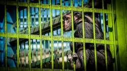 شامپانزه‌های باغ وحش ارم افسردگی گرفته‌اند