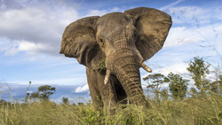 فیل با فرهنگ و عاشق محیط زیست + فیلم