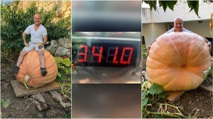 روش خاص مرد لبنانی برای کاشت کدو تنبل‌های غول پیکر