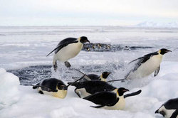 بچه پنگوئن‌ها برای نخستین بار تن به آب زدند + فیلم
