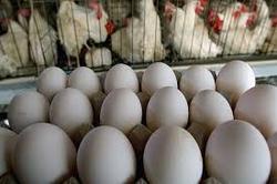 توزیع تخم‌مرغ با قیمت مصوب آغاز شد