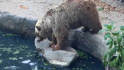 نجات یک کلاغ از آب، توسط خرس گریزلی مهربان + فیلم