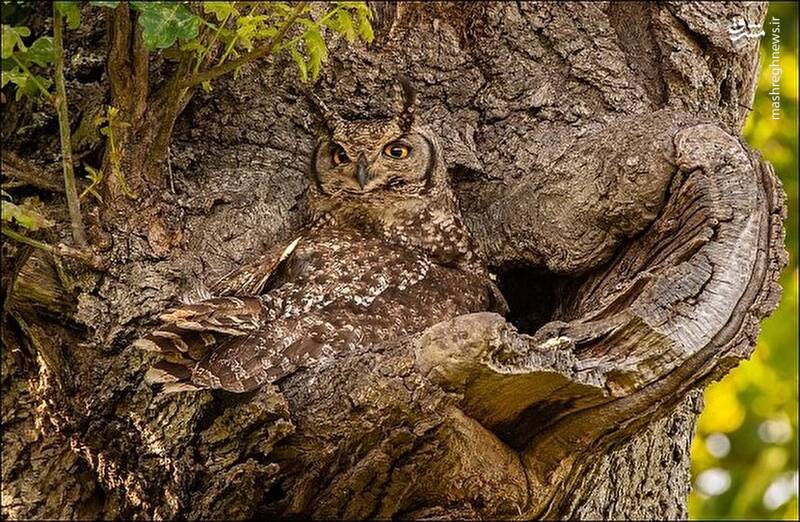 صحنه‌ای جذاب از استتار یک جغد