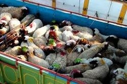 شیوخ عرب عامل گرانی گوشت گوسفندی در ایران؟!
