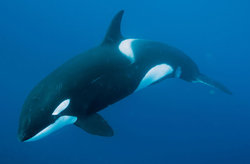 خطر کووید-۱۹، دلفین‌ها و نهنگ‌ها را هم تهدید می‌کند