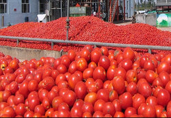 روند کاهشی قیمت گوجه با عرضه مستقیم در میادین میوه و تره‌بار
