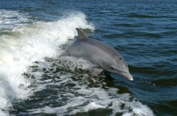 نجات دلفین‌های به گل نشسته در اروند‌رود + فیلم