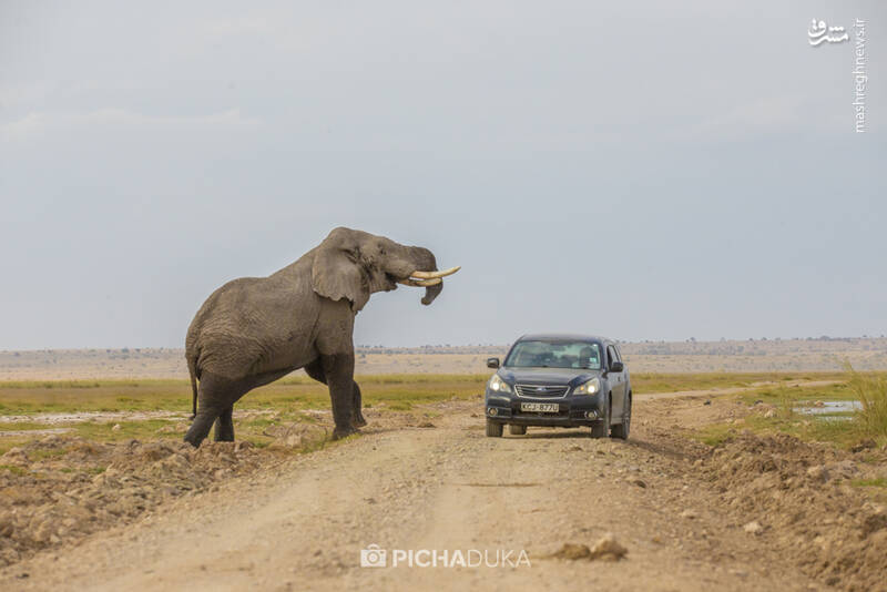 فرار خودرو از حمله فیل عظیم الجثه +عکس
