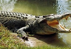 تکذیب رسمی وجود تمساح در دریاچه چیتگر