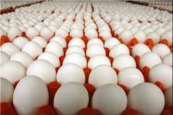 علت گرانی تخم مرغ از زبان سخنگوی اتحادیه مرغداران