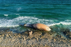 علت تلف شدن نهنگ‌ها در سواحل خلیج فارس چیست؟