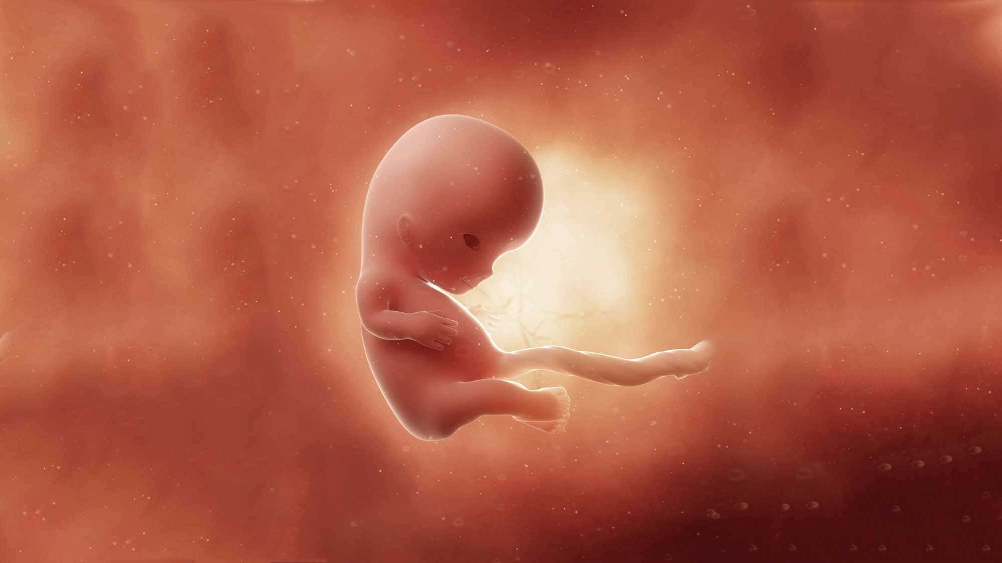 10 неделя что нового. Плод ребенка. Эмбрион красивый.