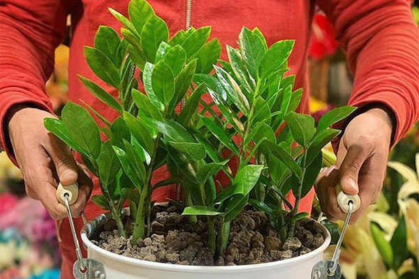 اشنایی با فواید درمانی انواع گل های آپارتمانی