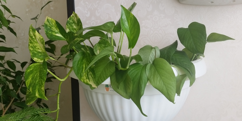 اشنایی با فواید درمانی انواع گل های آپارتمانی