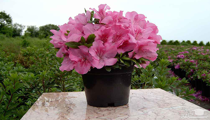 اشنایی با فواید درمانی انواع گل های آپارتمانی