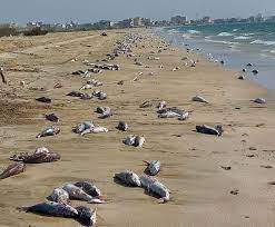 تلف شدن 10 تُن گربه ماهی