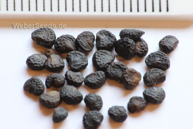 همه چیز درباره ماده مخدر ویرانگر 