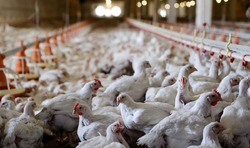 ویدیو جنجالی از یک مرغداری + واکنش رئیس جهاد کشاورزی نیکشهر