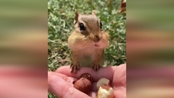 فیلمی دیدنی از فندق خوردن یک سنجاب