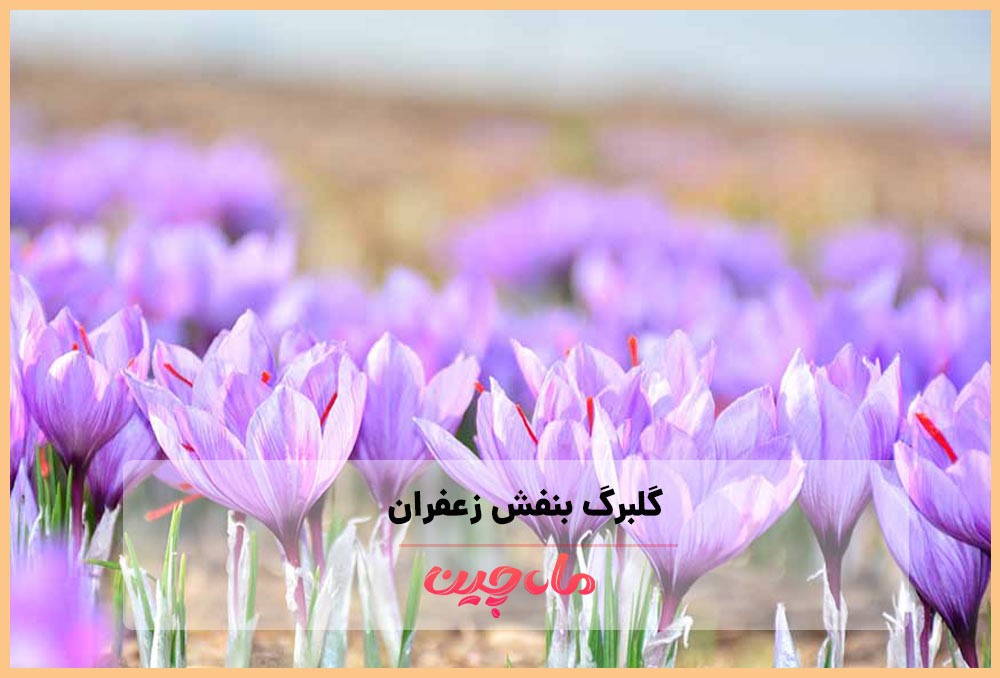 گل زعفران