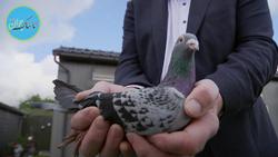 کبوترهای دردسرساز در مسابقه دوومیدانی + عکس
