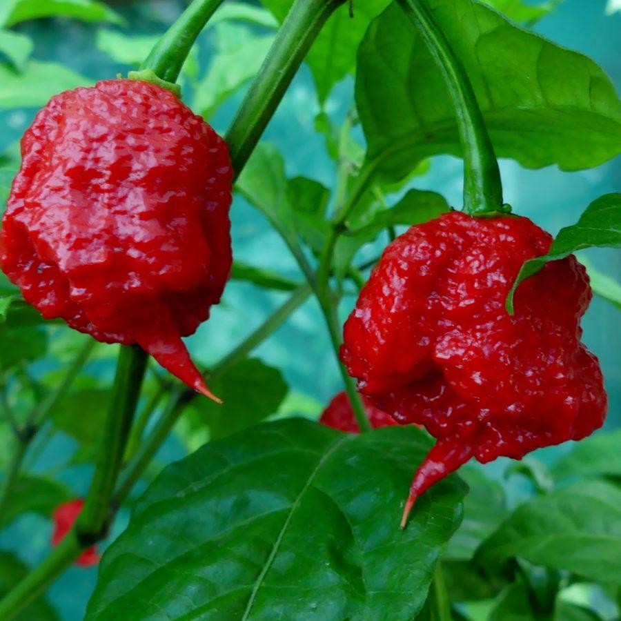 Red carolina. Каролинский Жнец. Острый перец Каролинский Жнец.