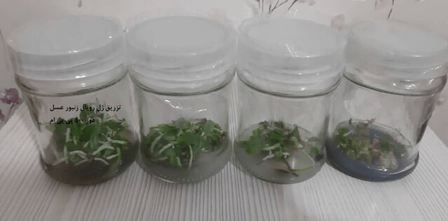 ارز آوری زوج جوان برای کشور