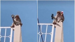 اقدام جالب میمون بازیگوش پس از قاپیدن تلفن همراه!+ فیلم