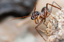 حمله باورنکردنی مورچه به یک مار + فیلم