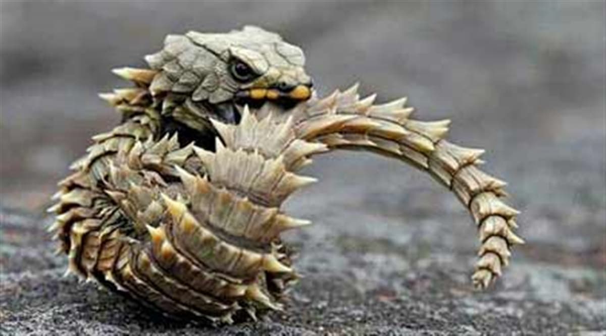 مارمولک آرمادیلو