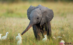 تلاش نوزاد فیل برای راه رفتن+فیلم