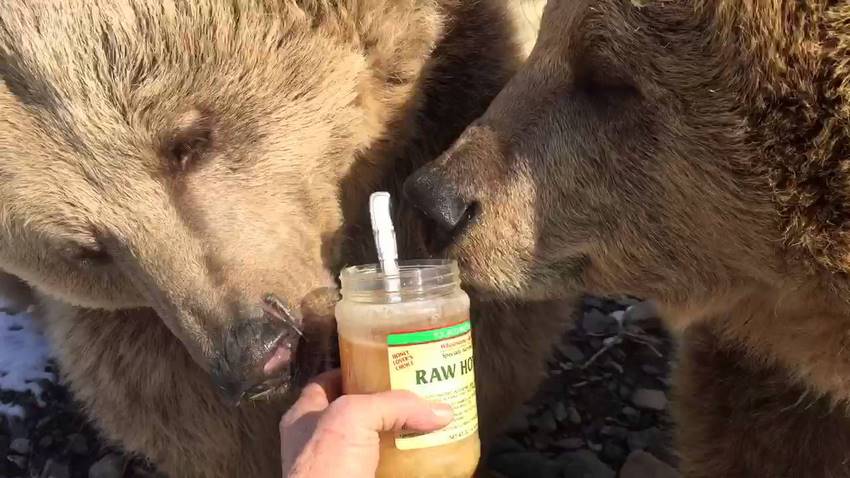 آیا خرس ها واقعا عاشق عسل اند؟
