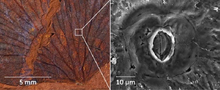 کشف فسیل‌های شگفت انگیز از «قلب مرده» استرالیا