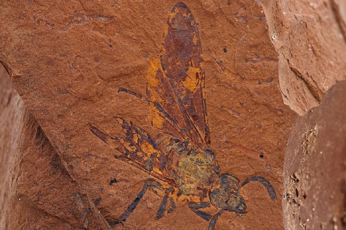کشف فسیل در استرالیا