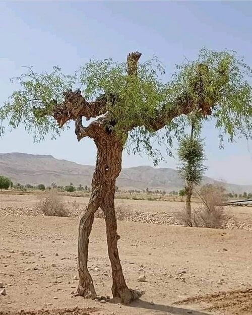 تصویری خاص از یک درخت انسان‌نما