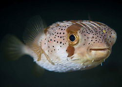 سلفی با خطرناک‌ترین ماهی‌ جهان! + عکس و فیلم