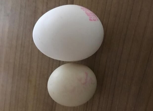تخم مرغ بزرگ و کوچک