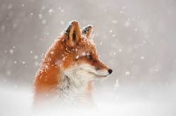 عاقبت گیر دادن روباه در برف+فیلم