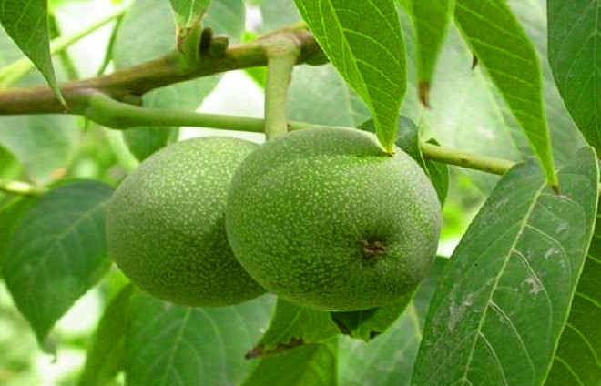 گردو پیوندی