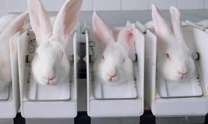 تست لوازم آرایشی روی خرگوش