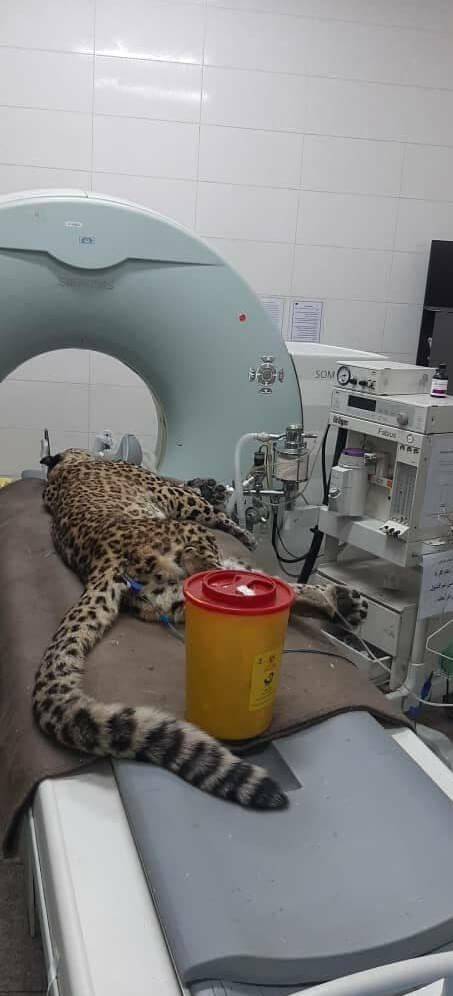 آخرین وضعیت درمان پلنگ باغ وحش ارم 