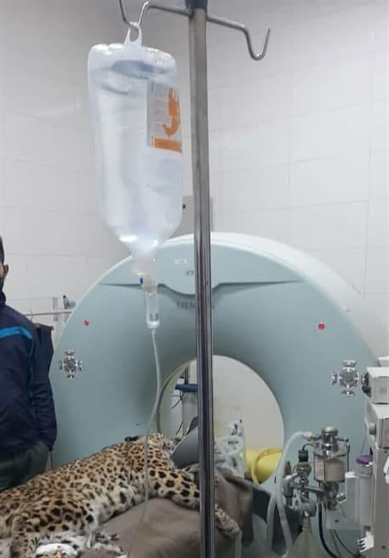 بیماری پلنگ باغ وحش ارم