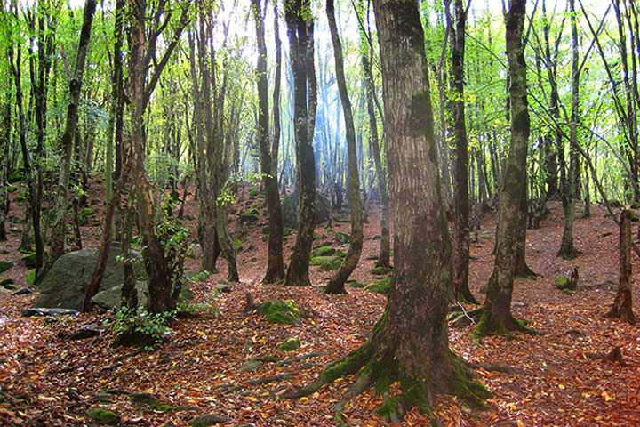 ناهارخوران