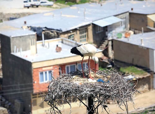 شهر لک لک های ایران کجاست؟!
