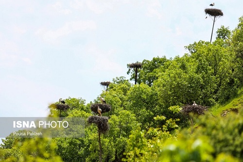 شهر لک لک های ایران کجاست؟!