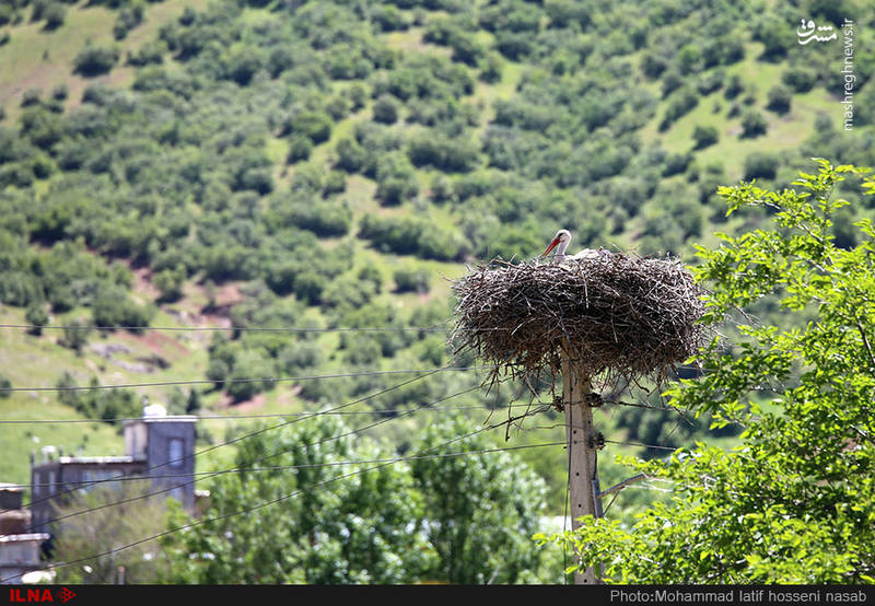 شهر لک لک های ایران کجاست؟!