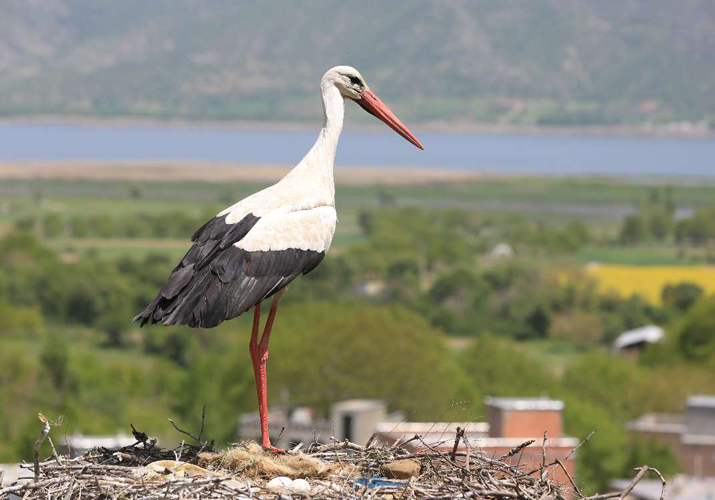 شهر لک لک های ایران کجاست؟!