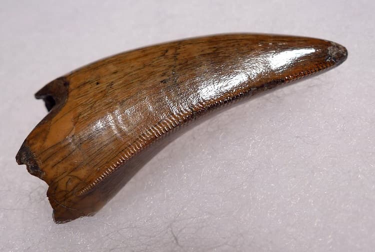 باقیمانده دایناسور