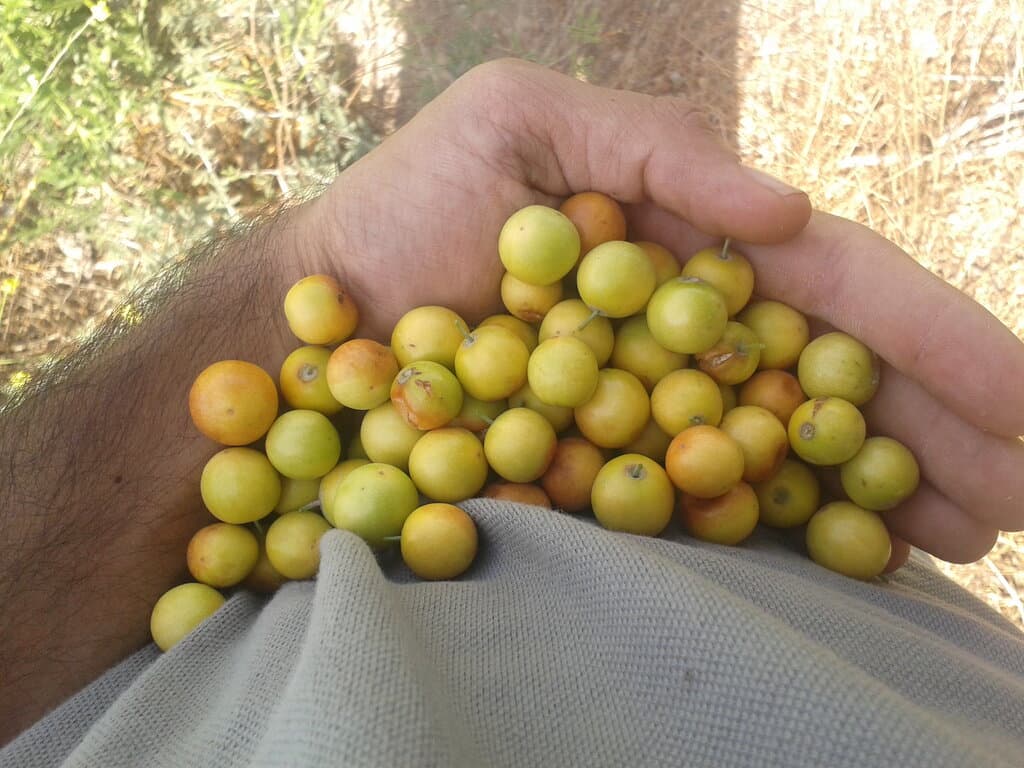 کنار